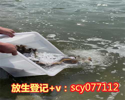 广东放生黑鱼有什么寓意和象征,广东适合放生乌龟的地方,广东开素食馆的功德