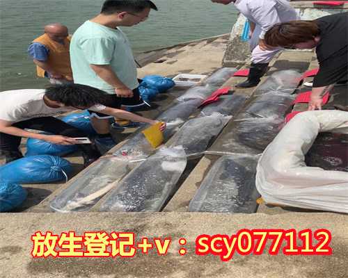 昆明放生乌龟咒，昆明放生最佳地点在哪里，昆明哪里允许放生鱼