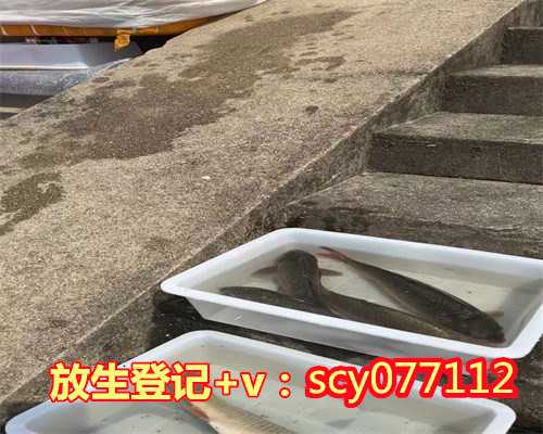 三亚哪里放生财鱼最好，范梅艳与三亚南山