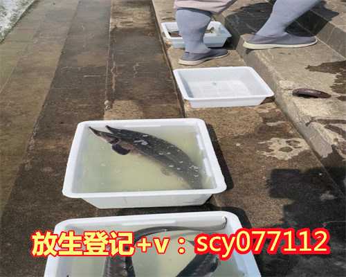 北京放生过后还能吃肉吗（北京草龟生病了可以放生吗视频）