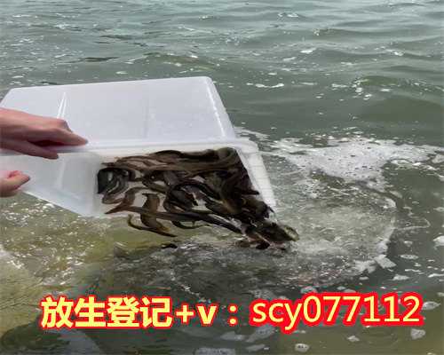昆明适合放生什么鱼当地昆明,昆明哪里放生野生甲鱼【昆明乌龟放生地点公布