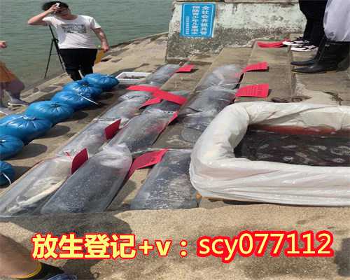 下午能不能放生鱼，不用花钱就能放生护生