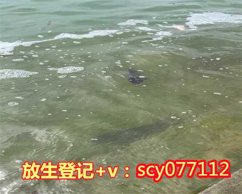 兰州丧偶男人放生泥鳅的好吗,兰州哪里适合放生乌龟,兰州为已故的人放生